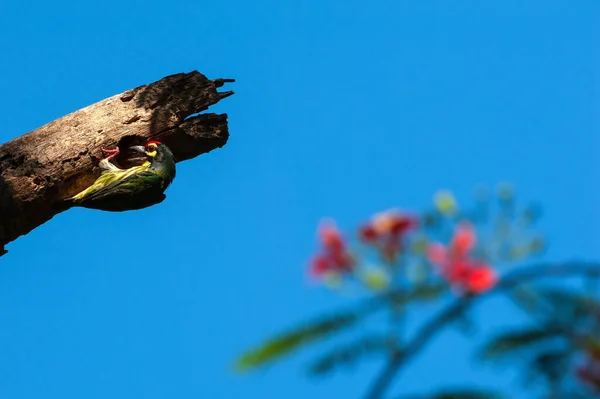 Měděný Barbet Vykopával Hnízdící Dutinu Shnilé Větvi Delonix Regia Stromu — Stock fotografie