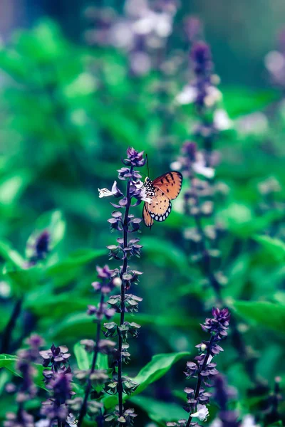 甘いバジルや満開の偉大なバジルの花に君主蝶授粉 甘いバジルやタイのバジル 有機熱帯野菜園 接近中だ 蝶に焦点を当てる — ストック写真