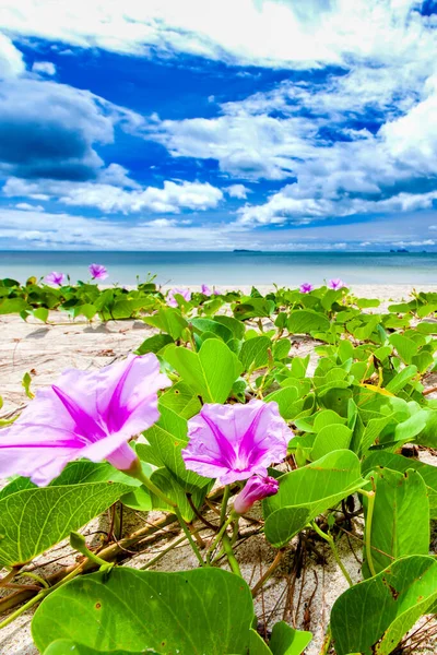 Fényes Trópusi Strand Napsütéses Nyáron Virágzó Lila Reggeli Dicsőség Virágok — Stock Fotó