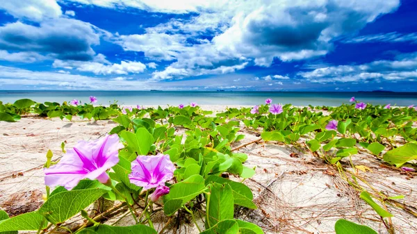 Fényes Trópusi Strand Napsütéses Nyáron Virágzó Lila Reggeli Dicsőség Virágok — Stock Fotó