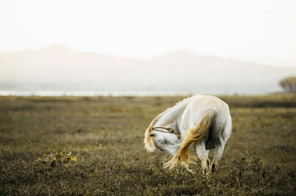 Happy White Horse Relaxing Grassland Rain Lake Mountains Backgrounds Focus — Stock Photo, Image