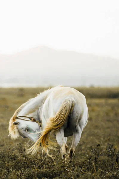 Happy White Horse Relaxing Grassland Rain Lake Mountains Backgrounds Focus — Stock Photo, Image