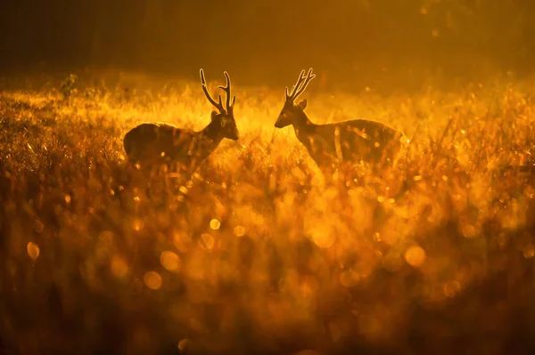 Veados Males Hog Lutando Por Rituais Acasalamento Pastagem Manhã Verão — Fotografia de Stock