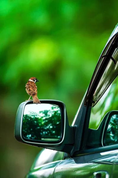 A sparrow bird is perching on the side mirror and looking at itself in the mirror, green forest blurred in the backgrounds. Holiday, vacations, travel concepts. Focus on a bird.