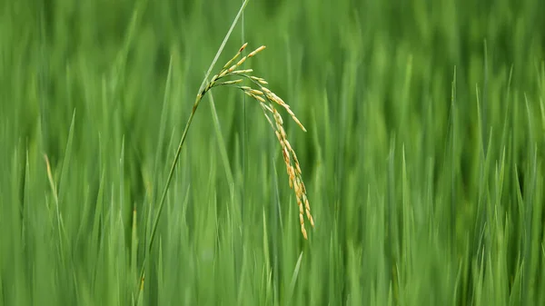 Organic Ears Rice Paddy Spring Morning Fresh Spike Ears Jasmine — Stock Photo, Image