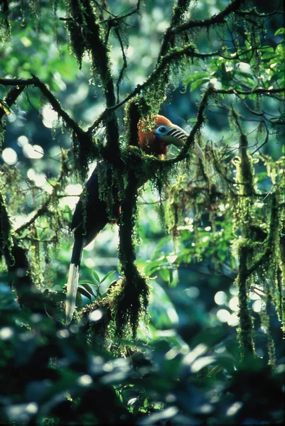 Macho Rufo Cuello Hornbill Alza Rama Del Árbol Antiguo Exuberante —  Fotos de Stock