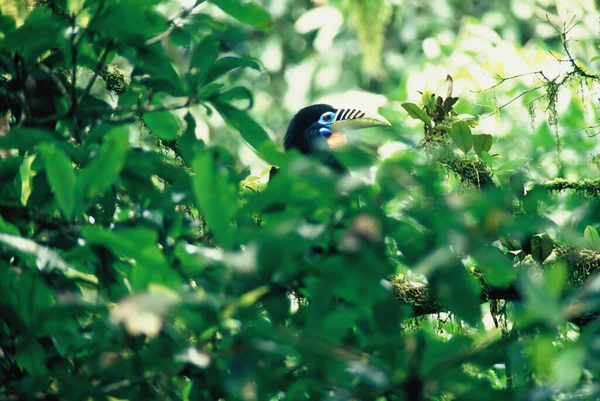 位于泰国梅黄国家公园的云雾森林 雌鹿颈角嘴栖息在古树的枝头上 绿苔茂密 苔藓覆盖着古老的野树 专注于眼睛 — 图库照片