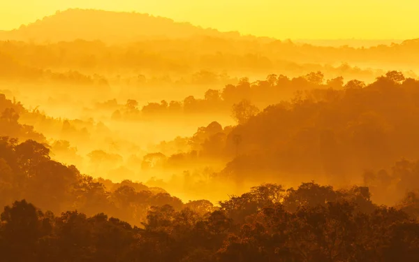 Сцени Гір Ранньому Тумані Який Ранковий Туман Охоплює Сосновий Ліс — стокове фото