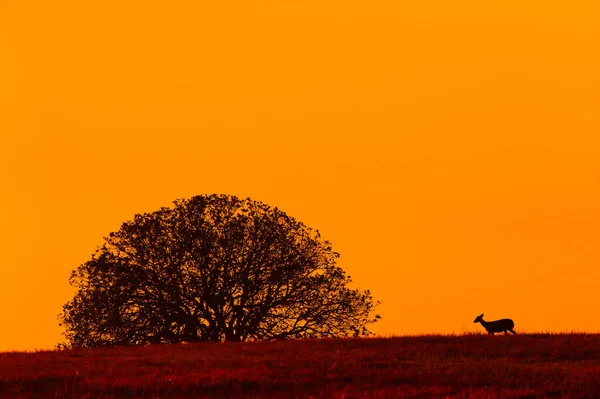 Een Varken Hert Loopt Tegen Avond Heuvel Dramatische Zonsondergang Hemel — Stockfoto