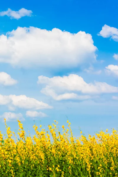 Landschaft Von Sonnenbeschienenen Hanfgelben Blumenfeldern Voller Blüte Strahlend Weiße Wolken — Stockfoto