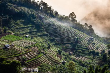 Sabah sisinde çilek ve sebze terasları. Tayland-Myanmar sınırındaki dağlar. Chiang Mai, Tayland. Tarım, tarım, bitki örtüsü kavramları.