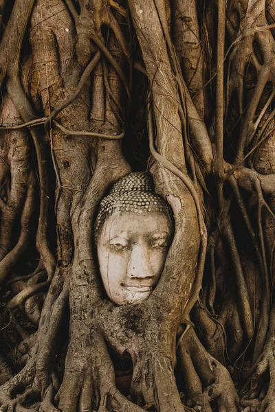 Antigua Cabeza Buda Cubierta Por Las Raíces Del Árbol Bodhi —  Fotos de Stock