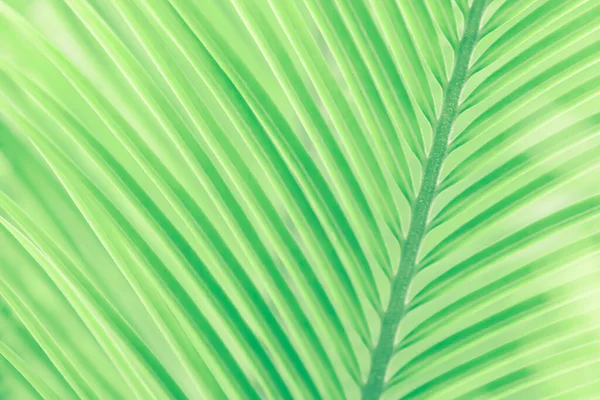 Närbild Gröna Tropiska Palmblad Solljus Abstrakta Linjer Och Randiga Gröna — Stockfoto
