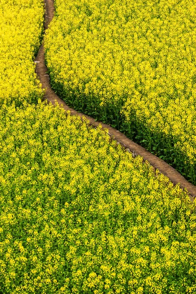 Hohe Blickwinkel Auf Eine Kurve Feldweg Durch Senfblumen Felder Voller — Stockfoto