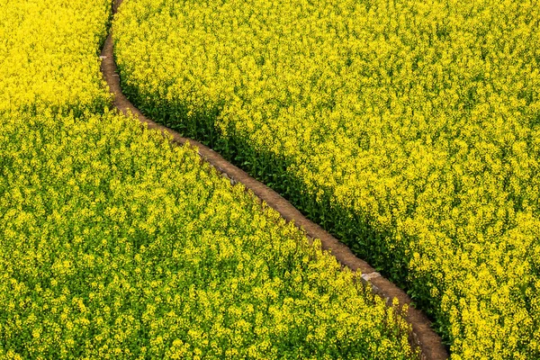 満開のマスタードの花のフィールドを介して曲線の未舗装の歩道の高い角度ビュー 抽象的な質感とマスタードイエローの花のパターン 中国の農村 花を中心に — ストック写真