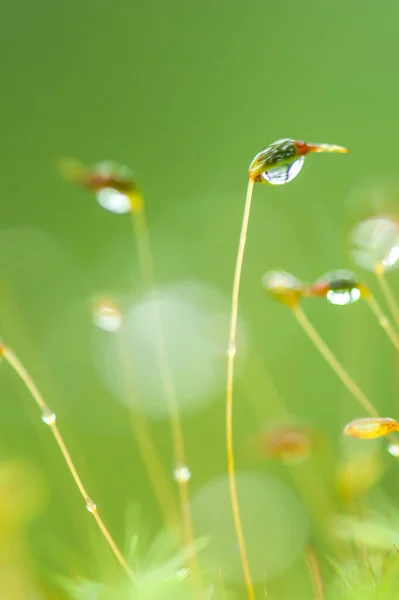 Close Pure Raindrops Dew Green Moss Tropical Rainforest Bright Green — Stock Photo, Image