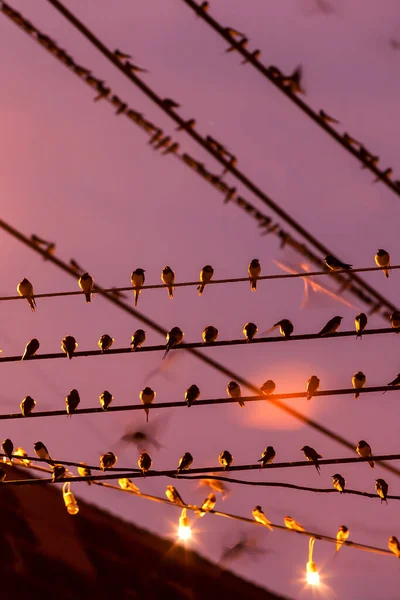 Flock Barn Swallow Posan Sobre Cables Vuelan Bajo Lluvia Atardecer — Foto de Stock