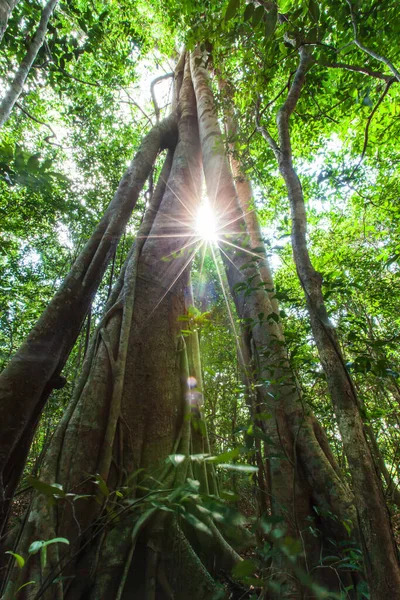 Vista Basso Grande Albero Banyan All Alba Sole Splende Attraverso — Foto Stock