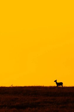 Bir Domuz Geyiği alacakaranlıkta otlakta yürüyor, arkasında dramatik bir günbatımı gökyüzü var. Phu Khieo Vahşi Yaşam Sığınağı, Tayland. Siluet.