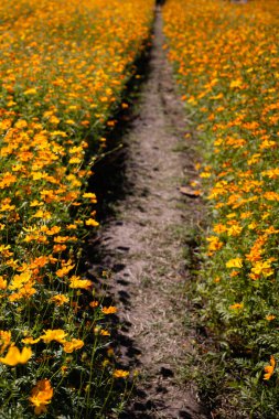 Kozmos 'un çiçek tarlaları boyunca uzanan toprak yolun yüksek açılı görüntüsü..