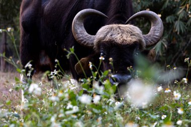 Gün batımında çiçek tarlasında otlayan bir gaurun yakın çekimi. Khao Yai Ulusal Parkı, Tayland.