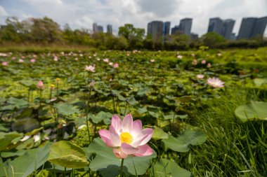 Tayland, Vachirabenjatas Parkı 'ndaki Bangkok siluetinin yanındaki tropikal bir bahçede çiçek açan nilüfer göleti manzarası.