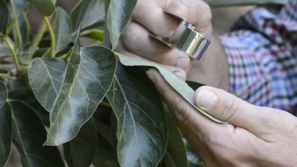 Mano de granjero examinando una hoja de aguacate con una lupa especial — Vídeo de stock