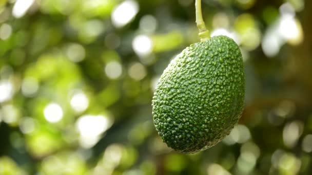 Avocado, tropisch fruit en peduncle opknoping in een tak van een avocado boom in een plantage van fruitbomen — Stockvideo