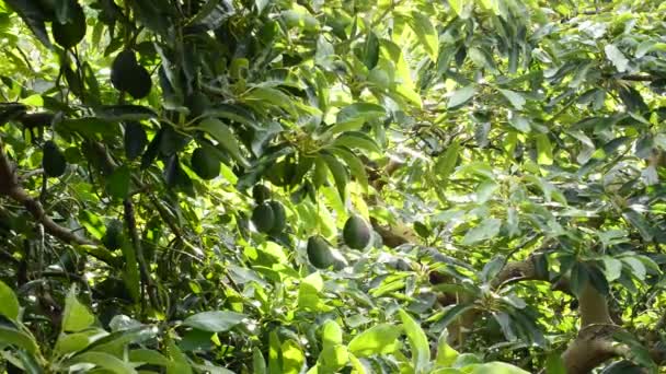 Aguacates fruto colgando en rama de árbol en una plantación de aguacates — Vídeos de Stock