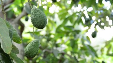 Avokado hass meyve plantasyon tarım ağacının dalını asılı