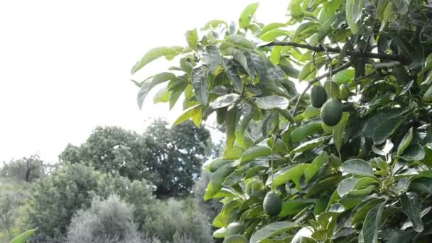 Aguacate hass fruta colgando en rama de árbol en una plantación agrícola — Vídeo de stock