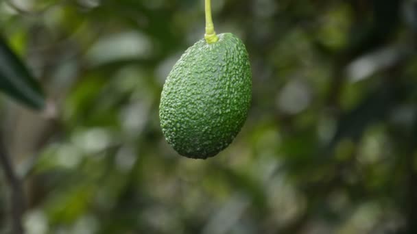 Avocado hass vruchten opknoping op tak van de boom in een plantage landbouw — Stockvideo