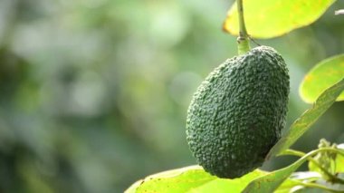 Avokado hass meyve plantasyon tarım ağacının dalını asılı
