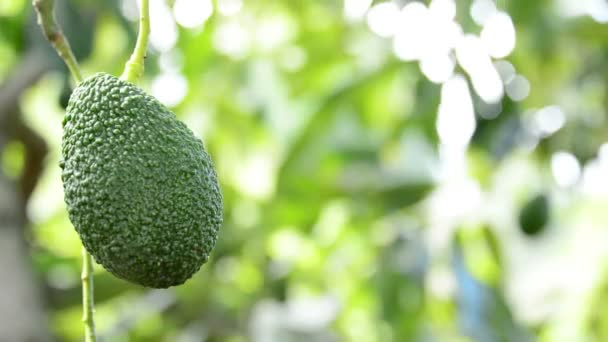 Aguacate hass fruta colgando en rama de árbol en una plantación agrícola — Vídeos de Stock