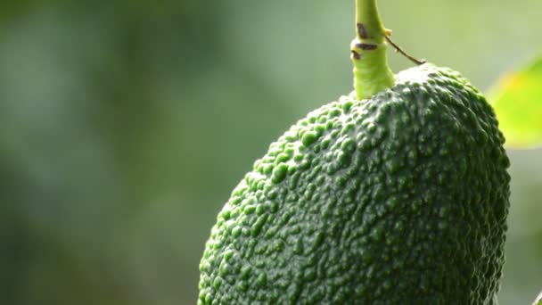 Avocado hass fruit hanging at branch of tree in a plantation agricultural — Stock Video