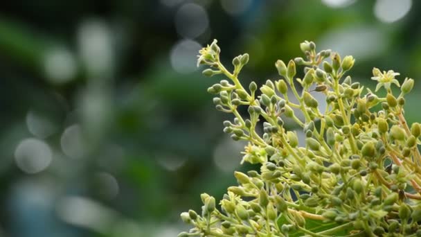 Αβοκάντο λουλούδι σε ένα υποκατάστημα της δέντρο αβοκάντο σε φυτεία — Αρχείο Βίντεο