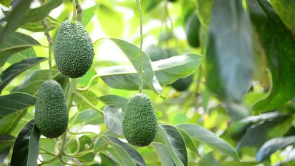 Abacate hass fruta pendurada no ramo de árvore em uma plantação agrícola — Vídeo de Stock