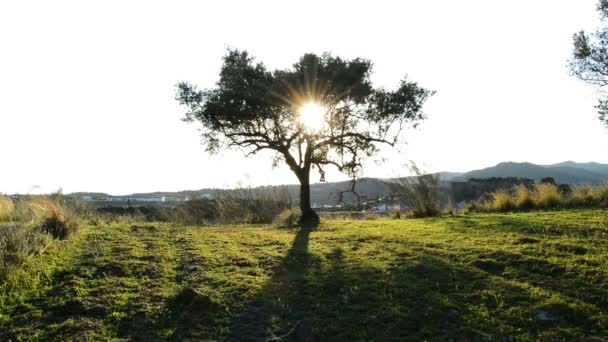 Оливкове дерево в полі на заході сонця — стокове відео