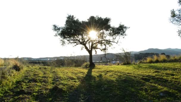 Oliventre i åkeren ved solnedgang – stockvideo