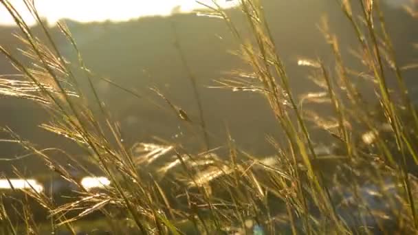 Günbatımında Hava Rüzgar ile hareketli kulakları — Stok video