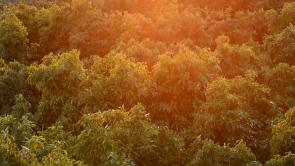 Plantáž avokádový ovocných stromů při západu slunce — Stock video