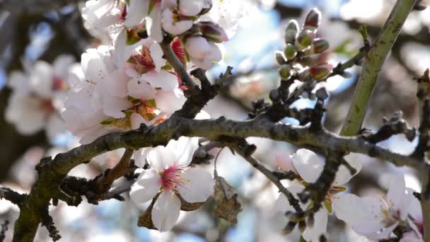 Ветви миндального цветения цветущего миндаля — стоковое видео