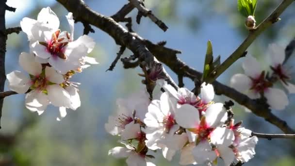 Gałęzie kwiaty migdałowe almond kwitnienia — Wideo stockowe