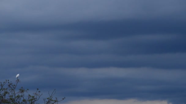 Oiseau pataugeoire blanc perché sur le sommet des arbres par une journée nuageuse au coucher du soleil — Video