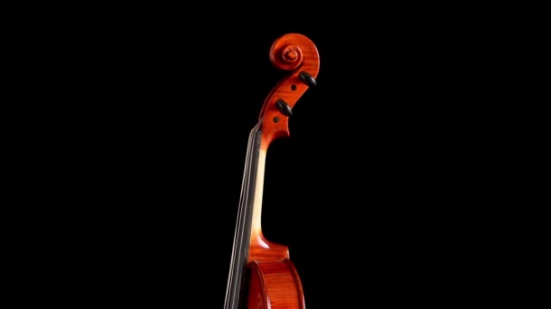 Neck, scroll and pegbox of violin or viola gyrating at black background — Stock Video