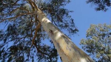Okaliptüs ağacı güneşli bir gün