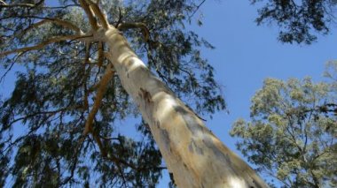 Okaliptüs ağacı güneşli bir gün