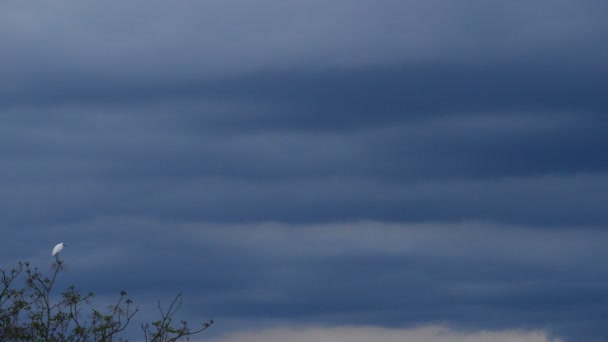 Λευκό ροδόχρωμο πτηνό σκαρφαλωμένο σε treetop μια συννεφιασμένη μέρα στο ηλιοβασίλεμα — Αρχείο Βίντεο