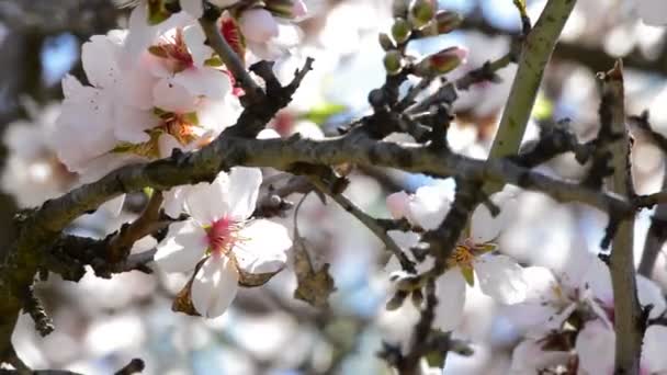 Branch of flowers of blossom — Stock Video