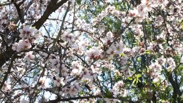 Ramas de flores de almendras almendras florecientes — Vídeo de stock